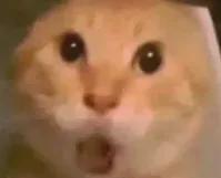 开云官网-失准了！NBA现象级新秀！东契奇有望登顶三分王